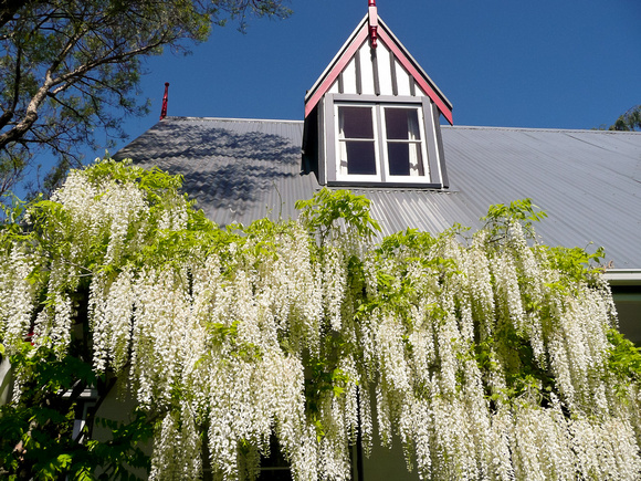Springtime wisteria